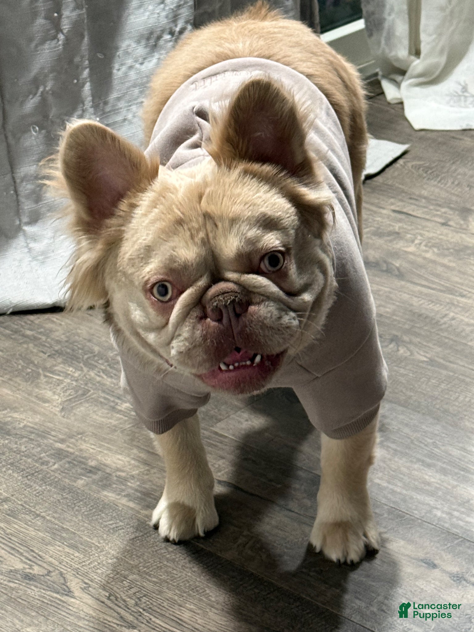 French Bulldog dogs French Bulldog Puppy 1 - Ad 36