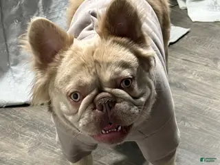 French Bulldog dogs French Bulldog Puppy 1 - Ad 20