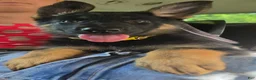 German Shepherd dogs for sale: Pixxie - Ad 2