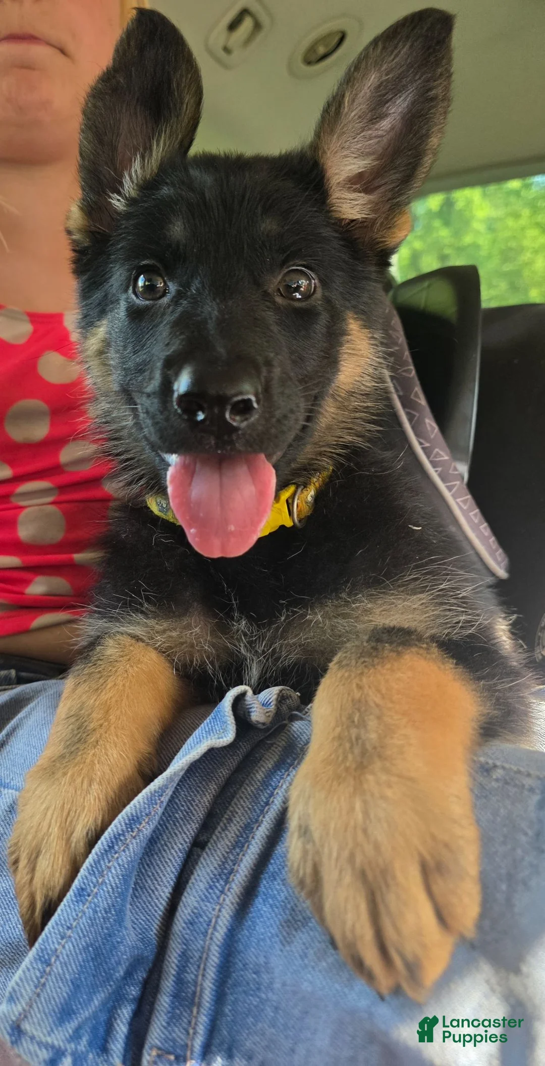 German Shepherd dogs for sale: Pixxie - Ad 2