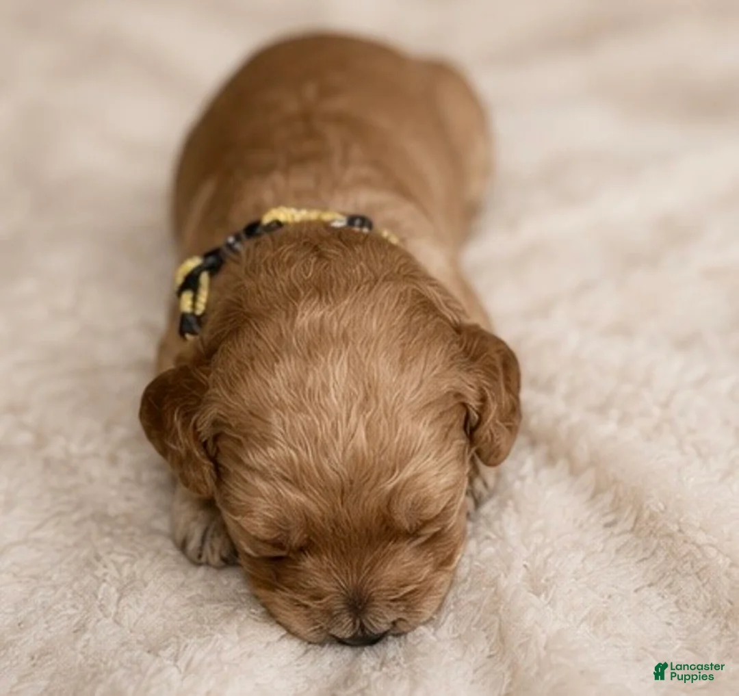Double Doodle dogs for sale: Yellow - Ad 1
