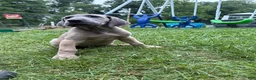 Great Dane dogs for sale: Great Dane 2 - Ad 6