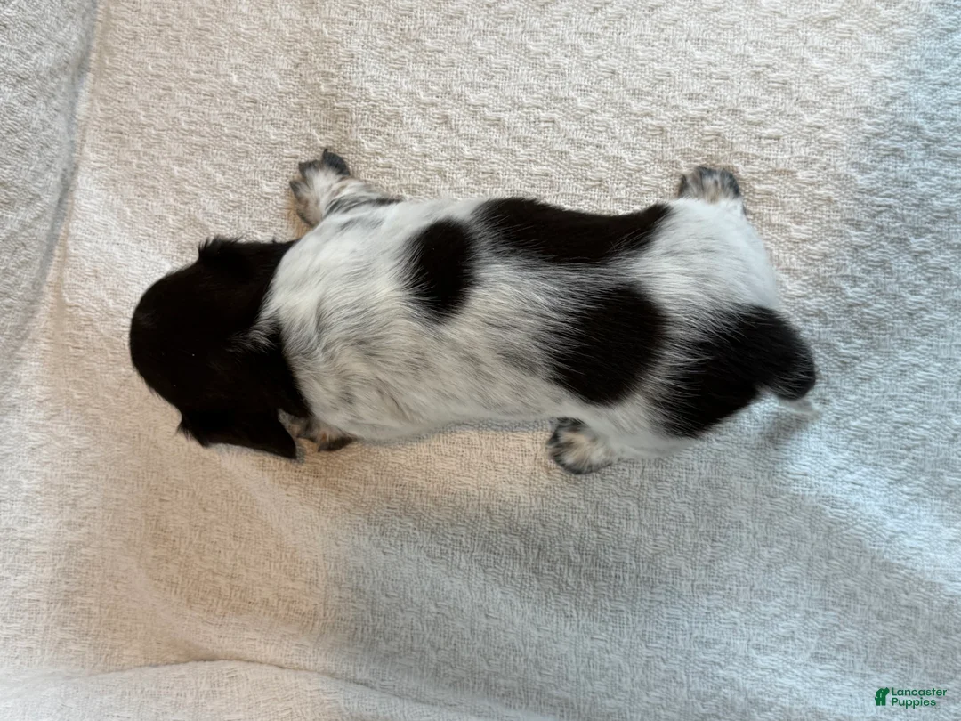 Miniature Dachshund dogs for sale: Ashley - Ad 5