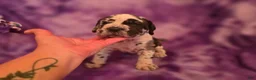 Mixed Breed dogs for sale: Xeana - Ad 3