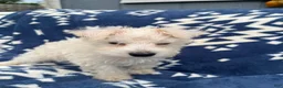 Miniature Schnauzer dogs for sale: AKC Chewie - Ad 6