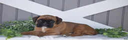 Boxer dogs for sale: Gemma - Ad 3