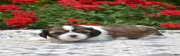 Mixed Breed dogs for sale: Petunia  - Ad 6
