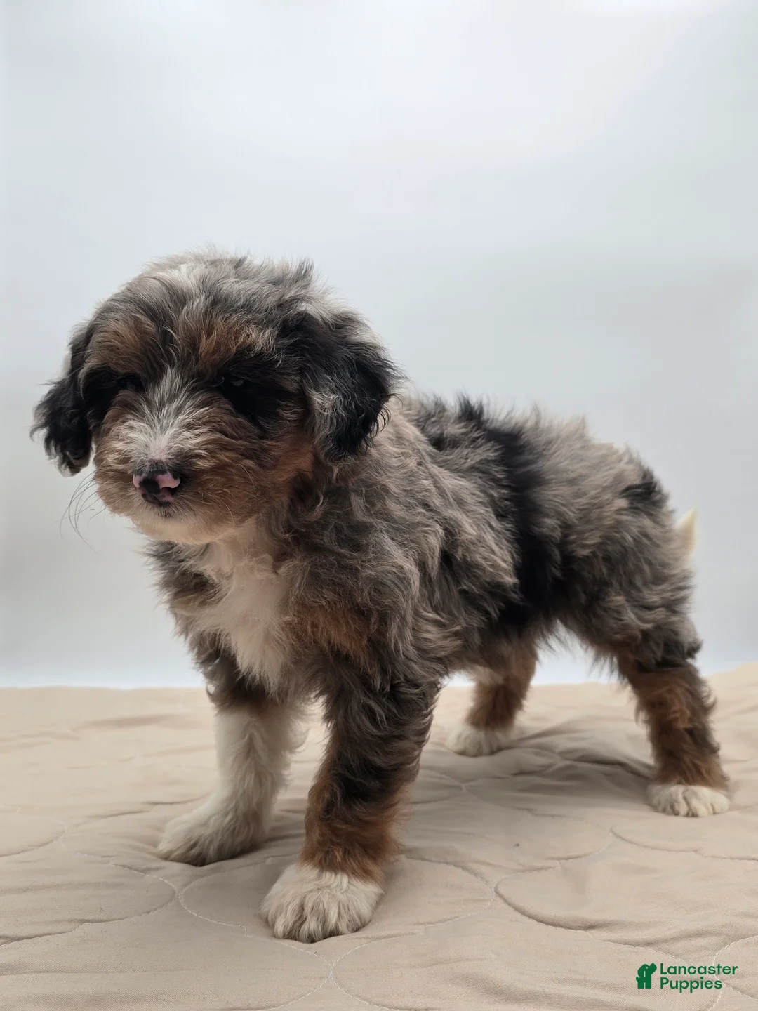 Aussiedoodle dogs for sale: Lettie - Ad 3