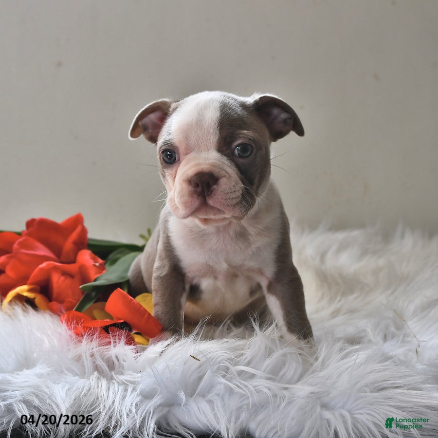 Boston Terrier dogs Sadie - Ad 2