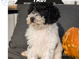 Toy Poodle dogs - Ad 35