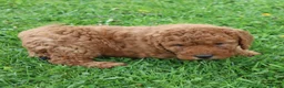 Mini Goldendoodle dogs for sale: Tommy - Ad 2