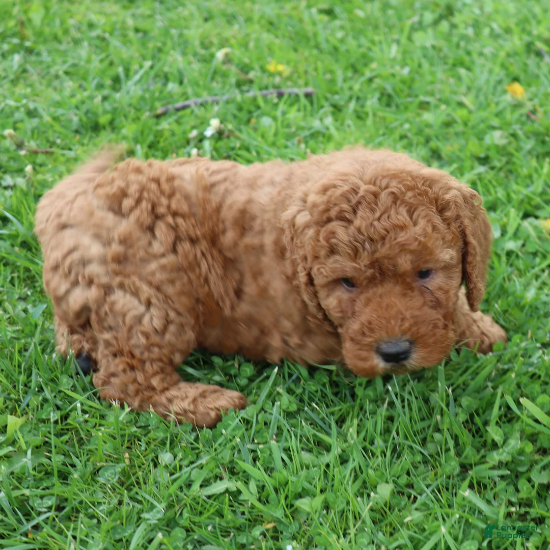 Mini Goldendoodle dogs for sale: Tommy - Ad 2