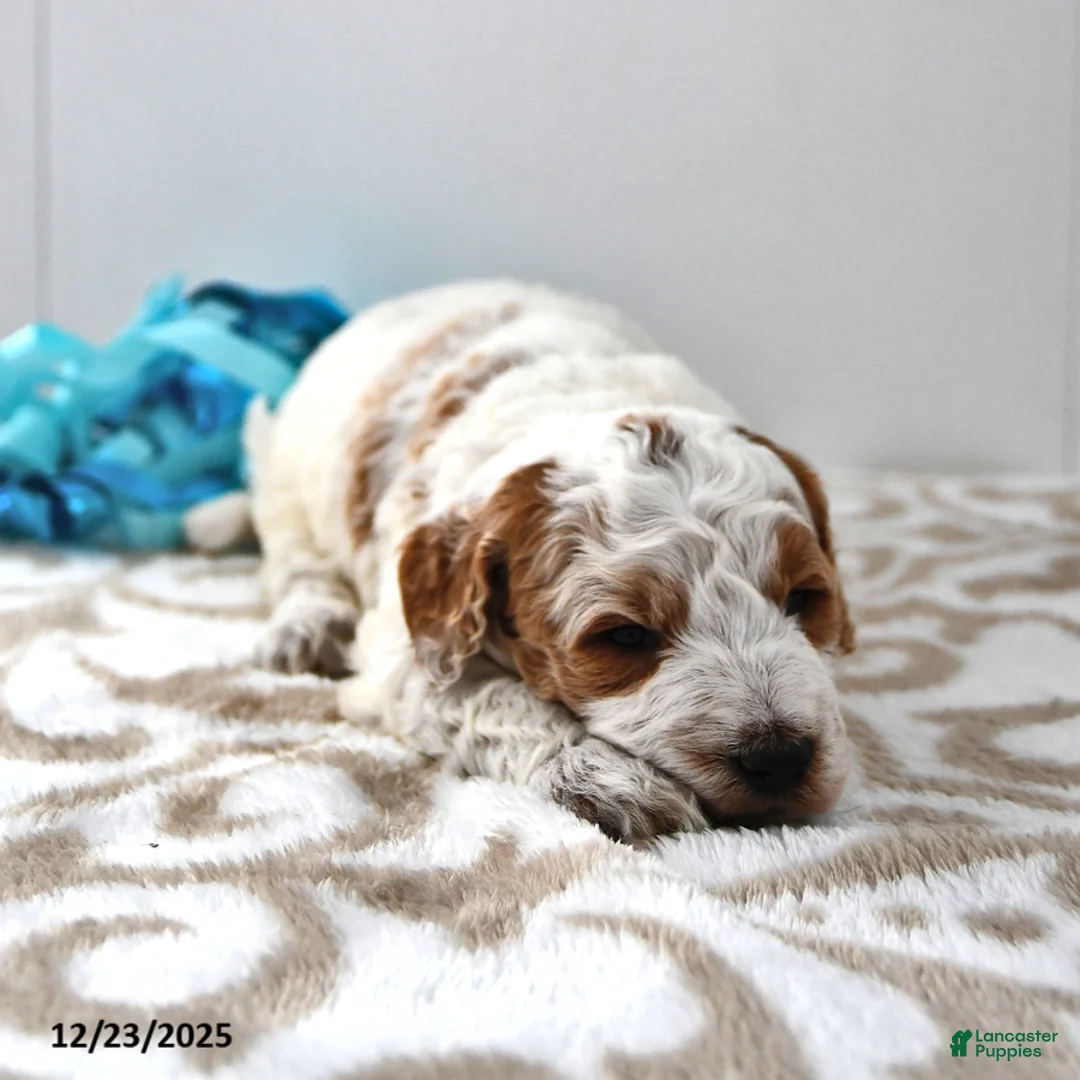 Mini Goldendoodle dogs for sale: Captain - Ad 14