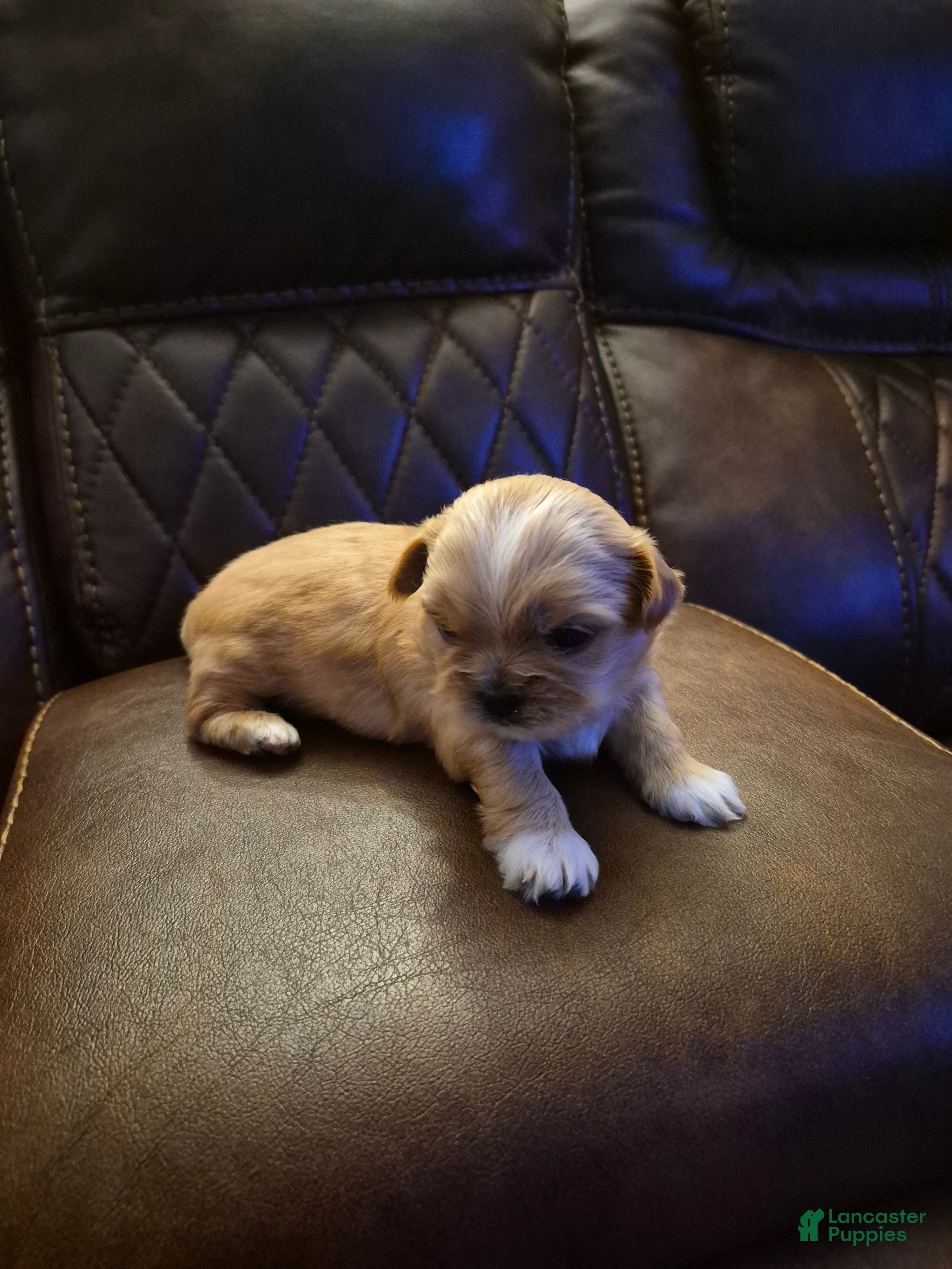 Shih Tzu dogs  2 - Ad 34