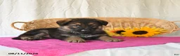 German Shepherd dogs for sale: Tiana - Ad 4