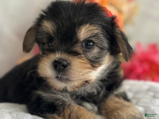 Morkie dogs Noel - Ad 42