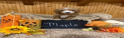 Goldendoodle dogs for sale: Goldendoodle 4 - Ad 1