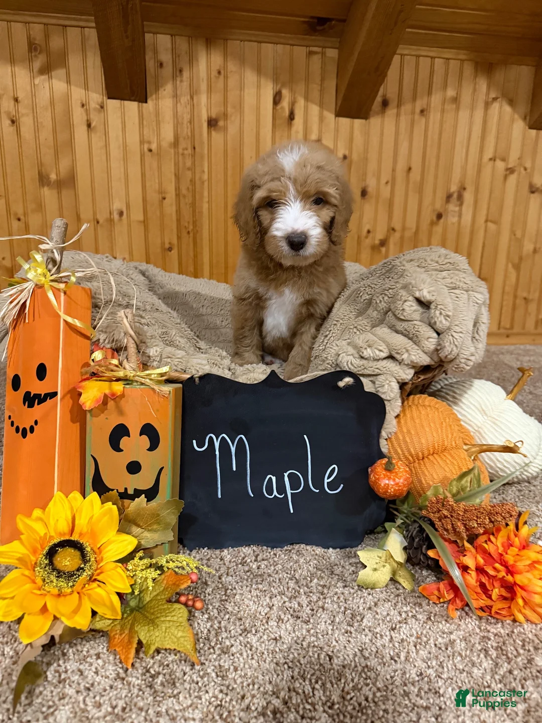 Goldendoodle dogs for sale: Goldendoodle 4 - Ad 1