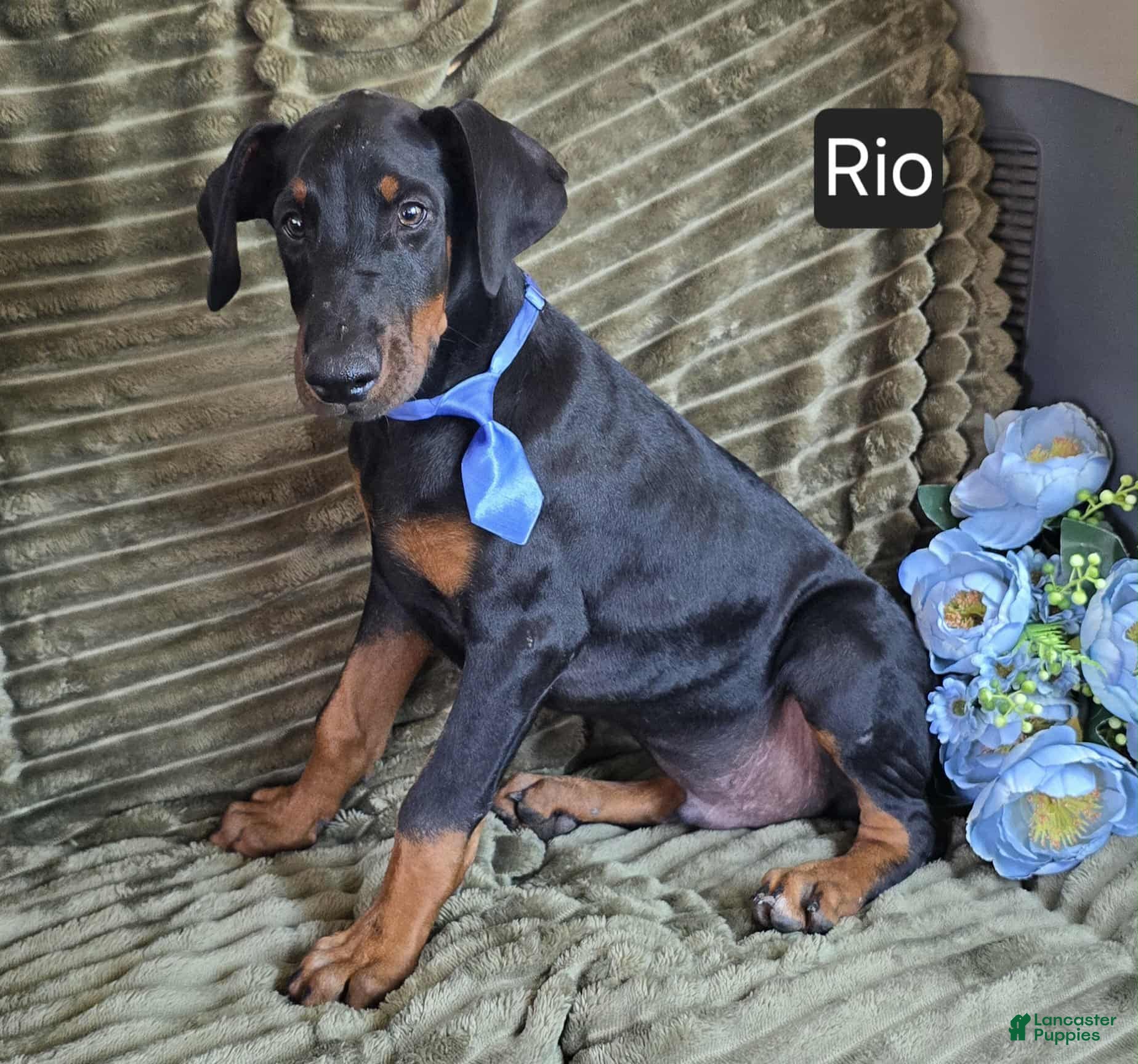 Doberman Pinscher dogs Rio - Ad 1