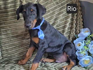Doberman Pinscher dogs Rio - Ad 11