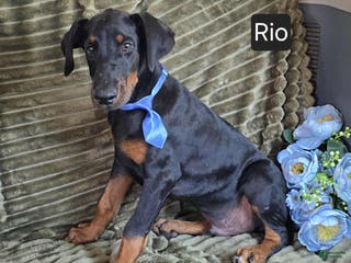Doberman Pinscher dogs CHRISTMAS SPECIAL! Rio - Ad 10