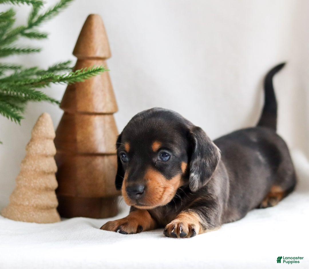 Miniature Dachshund dogs for sale: Holly - Ad 4