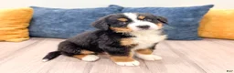 Bernese Mountain Dog dogs for sale: Skyler - Ad 3