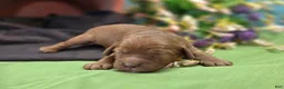 Cockapoo dogs for sale: Sprout - Ad 2