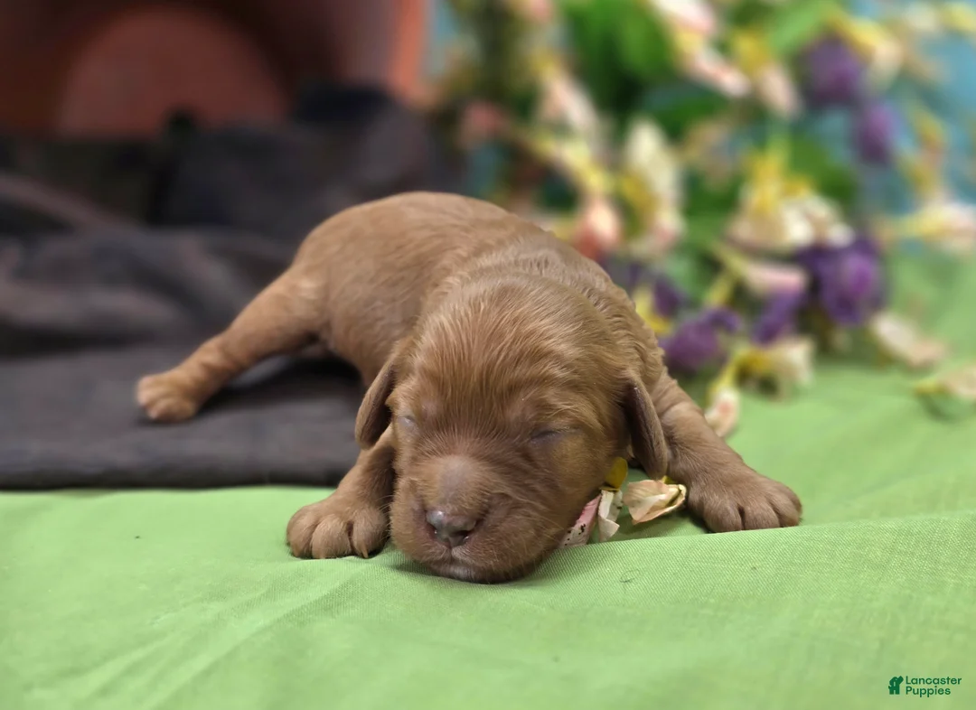 Cockapoo dogs for sale: Sprout - Ad 2