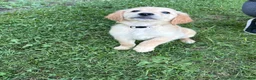 Golden Retriever dogs for sale: White - Ad 2