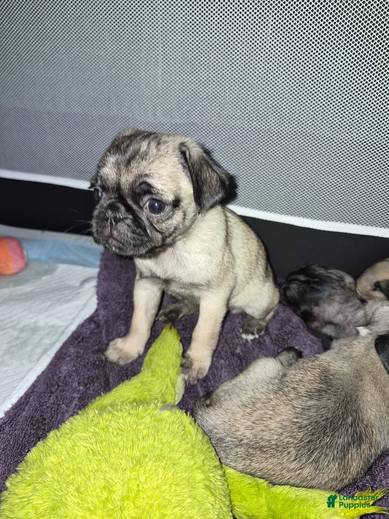 Pug dogs for sale: Pug Puppy 1 - Ad 4