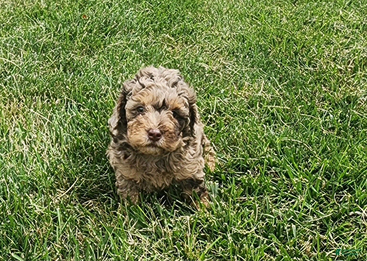 Mini Goldendoodle dogs Keesha  - Ad 22