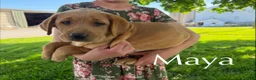 Labrador Retriever dogs for sale: Maya - Ad 1