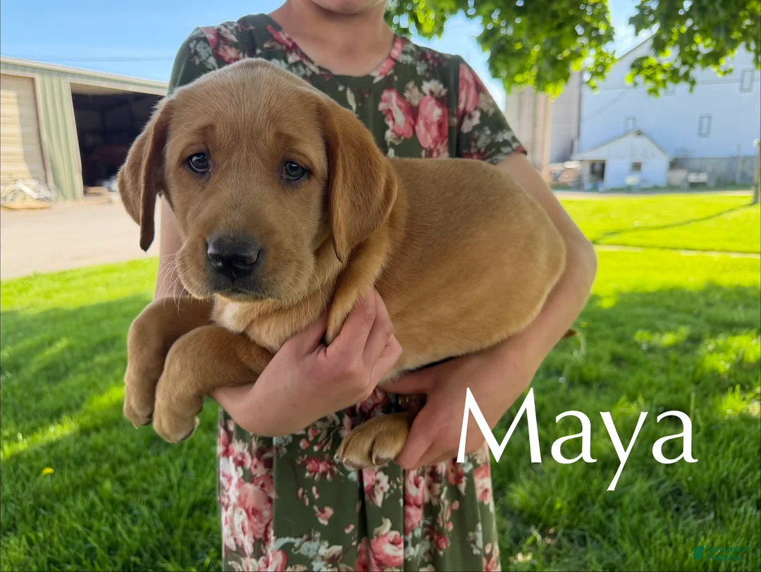 Labrador Retriever dogs for sale: Maya - Ad 1