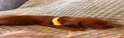 Irish Doodle dogs for sale: Yellow Collar - “Novak” - Ad 3