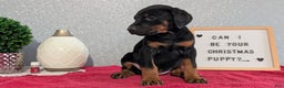 Doberman Pinscher dogs for sale: Lyla - Ad 4