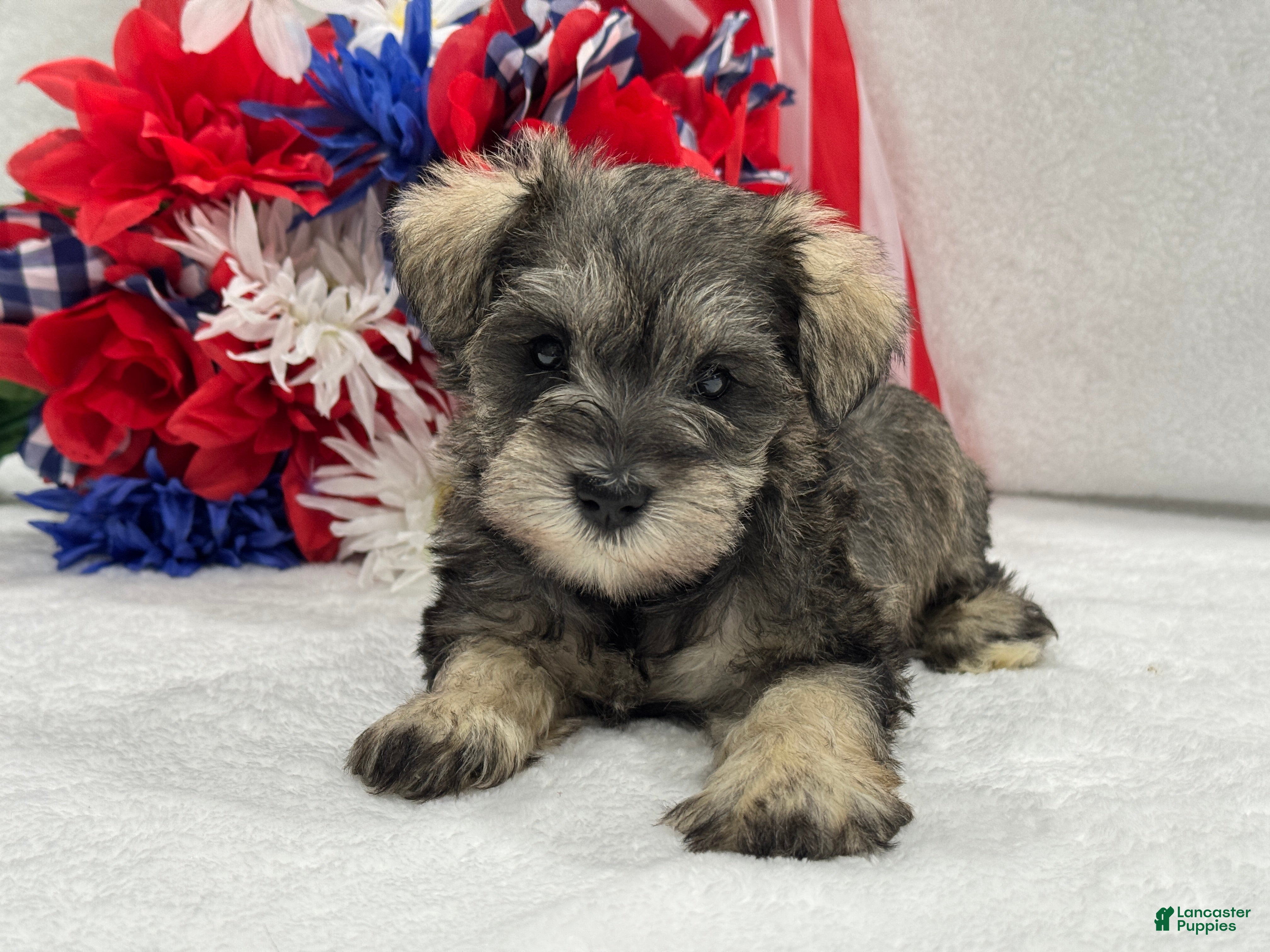 Miniature Schnauzer dogs Josie Female 4 - Ad 15