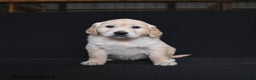Golden Retriever dogs for sale: Ravenna  - Ad 4