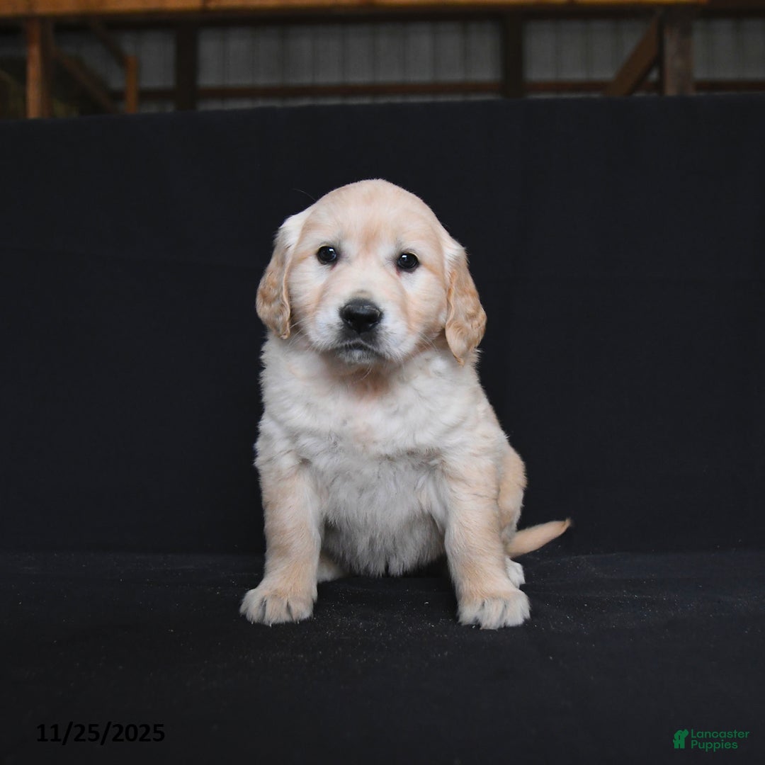 Golden Retriever dogs for sale: Ravenna  - Ad 4