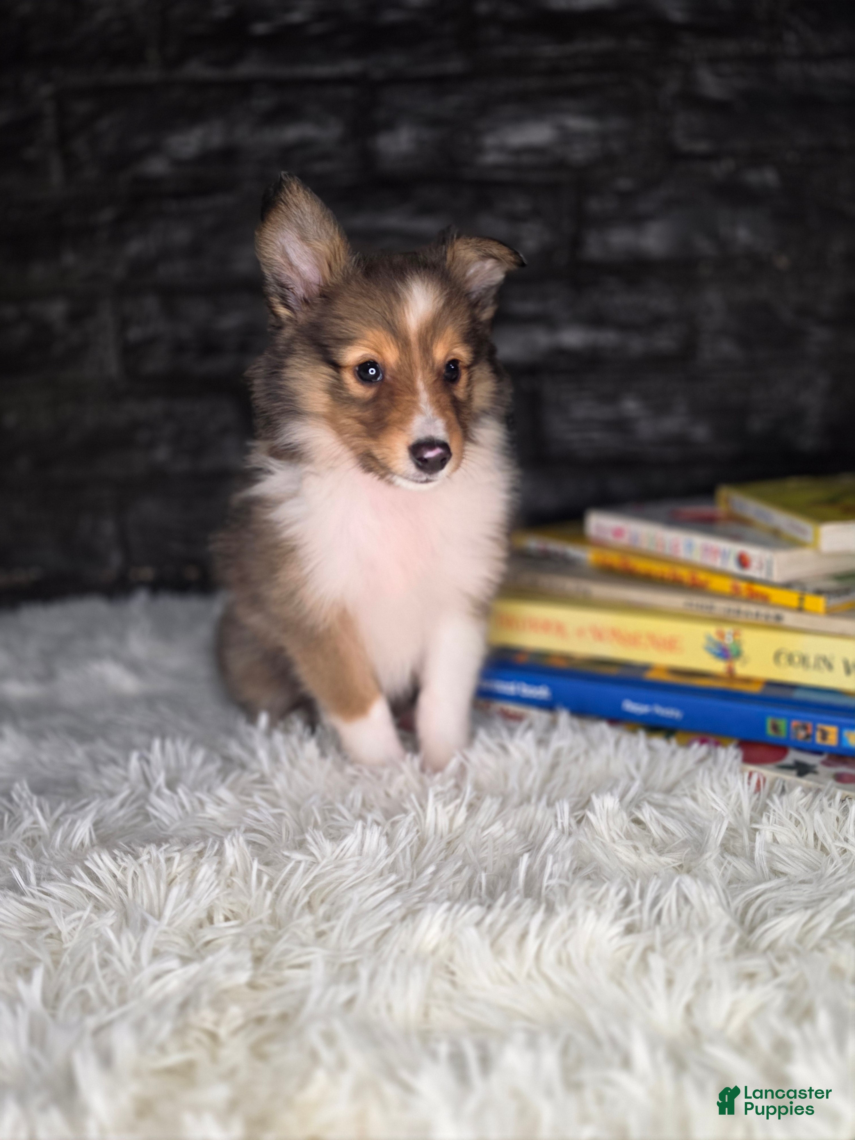 Shetland Sheepdog dogs Kelso - Ad 11