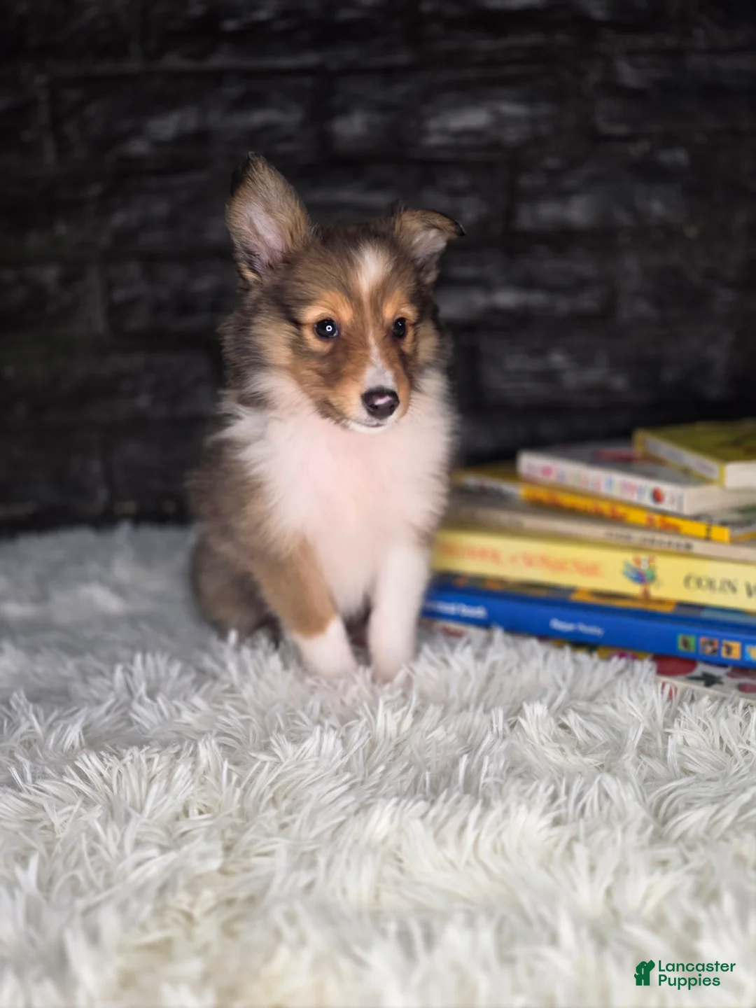 Shetland Sheepdog dogs for sale: Kelso - Ad 2