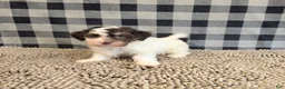 Havanese dogs for sale: Hank - Ad 6