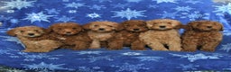 Mini Goldendoodle dogs for sale: Eve - Ad 5