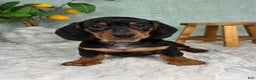 Miniature Dachshund dogs for sale: Dexter  - Ad 3