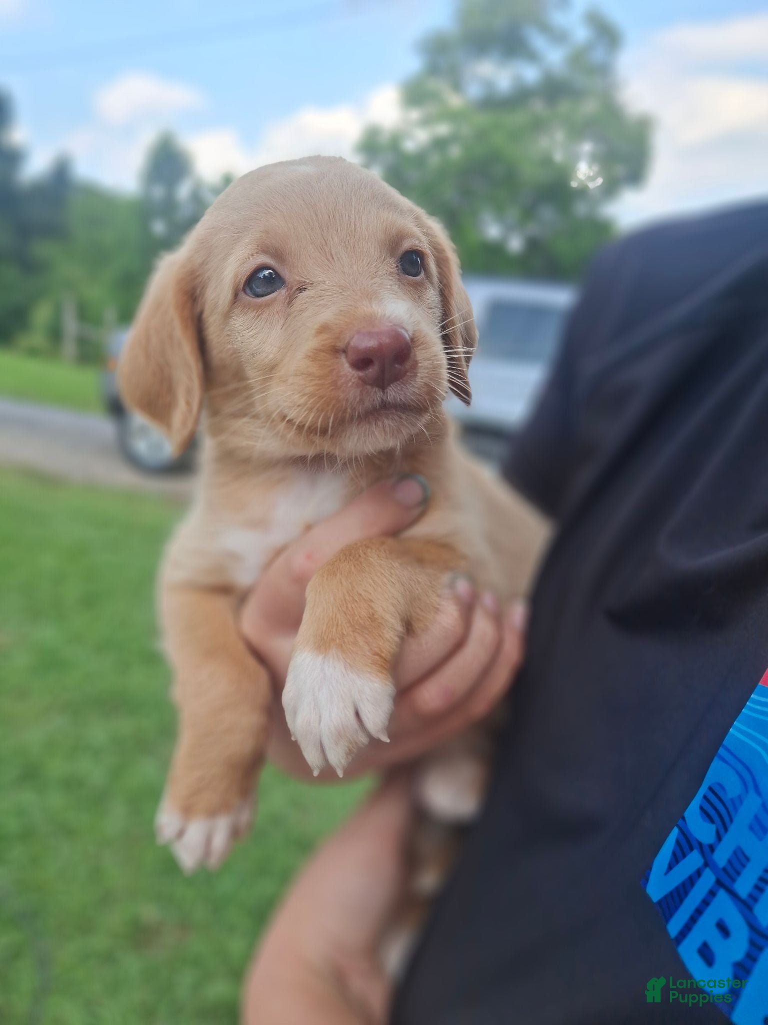 Labradoodle dogs 1 male/5 females - Ad 26