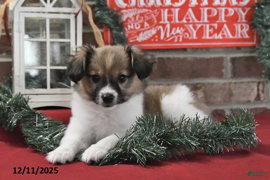 Papillon dogs for sale: Oscar - Ad 4