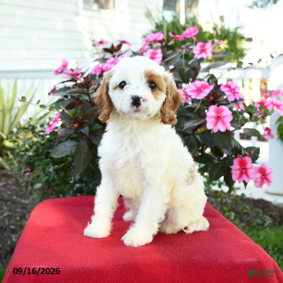 Cavapoo dogs Amy - Ad 2