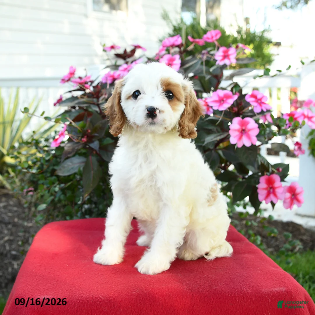 Cavapoo dogs for sale: Amy - Ad 2