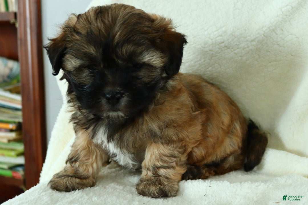 Teddy Bear dogs for sale: Duke - Ad 4