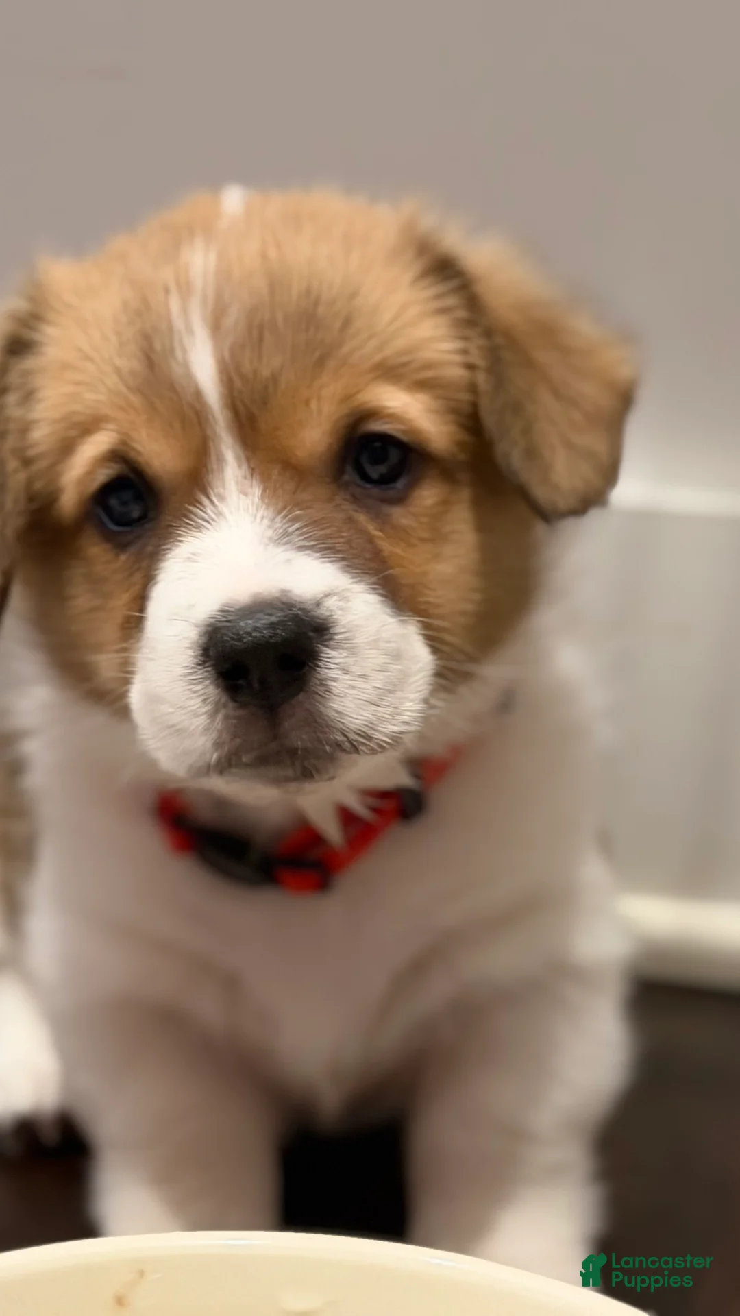 Welsh Corgi Pembroke dogs for sale: Lilo - hot pink - Ad 6